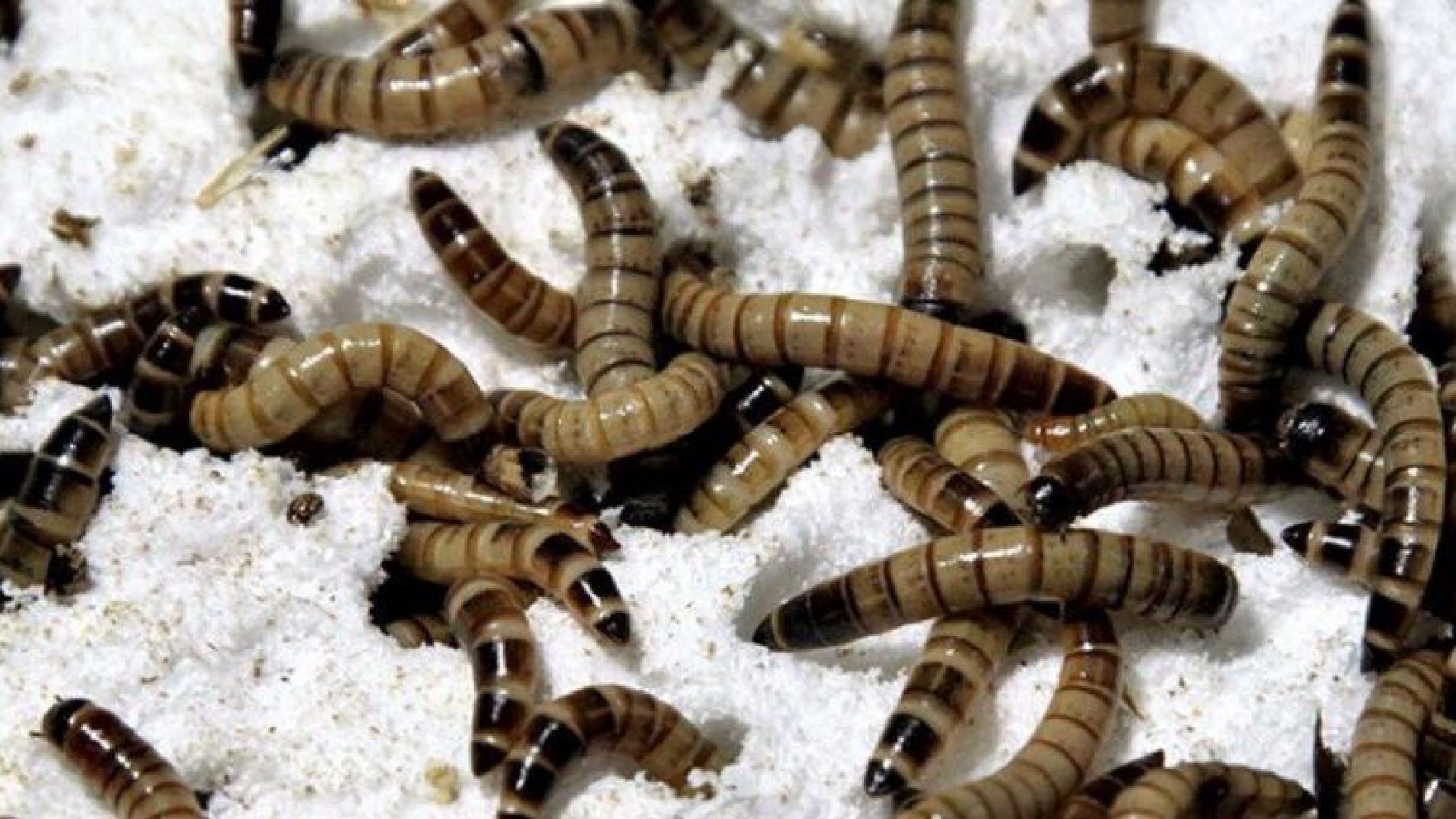 Un gusano que ''come plástico'' podría ser la solución para la contaminación