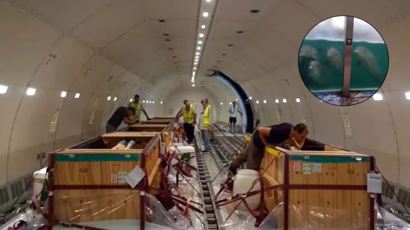 Diez delfines fueron trasladados en avión desde Mar del Plata a Egipto